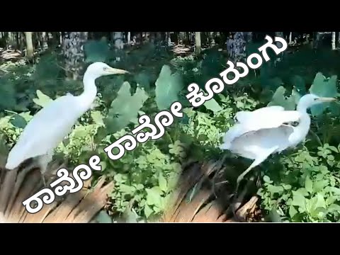 Ravo Ravu Korngu Tulu song