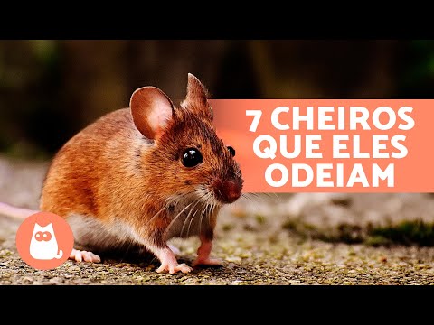 7 Smells That Rats Hate 🐀❌ They can't stand these odors!