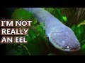 Electric Eel facts: shockingly fishy | Animal Fact Files