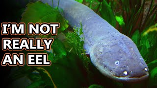 Electric Eel facts: shockingly fishy | Animal Fact Files