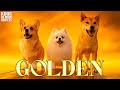 HUNTR X GOLDEN Vs DOGS