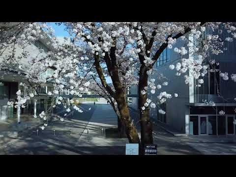 ドローン空撮｜八王子キャンパスは桜が満開です！｜工学院大学