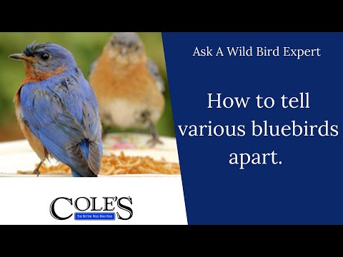 How To Tell Various Blue Birds Apart