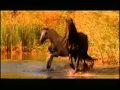 Легенда об Арабской лошади. www.magas.ru 