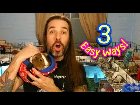 YouTube video about: How to pick up a guinea pig that runs away?
