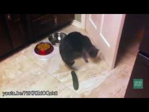 Amazing cucumber cat prank funny videos