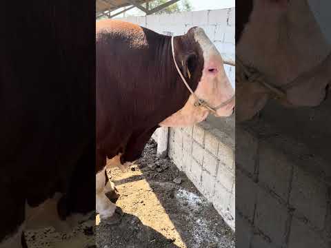 Toro engordado FONGAL LAMBAYEQUE CHICLAYO - #arribalaganaderiaperuana