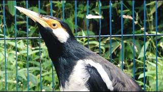 Download lagu Burung Jalak Suren Isian Unik Gacor Full Isian Tembakan Mewah Cililin Tengkek mantap mp3