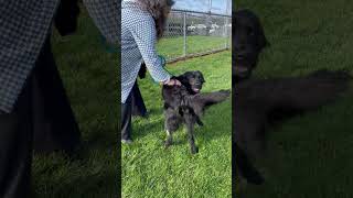 Video preview image #1 Mutt Puppy For Sale in Rootstown, OH, USA
