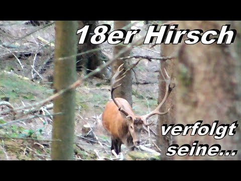 18er Hirsch verfolgt seine Auserwählte !