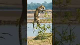Cheetah 🐆 jump #animals #motivation #wildlife