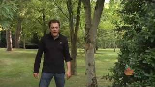 Pino Gioia Aspettando La Sera