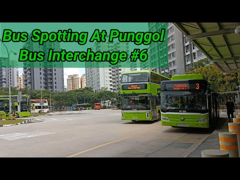 Bus Spotting at Punggol Bus Interchange #6