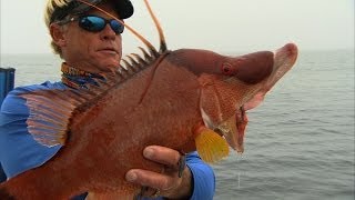 Hogs in the Fog - HOGFISH digging off Tampa Florida