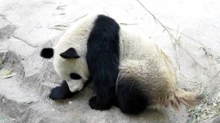 preview picture of video 'Panda takes a dump in Weihai, China'