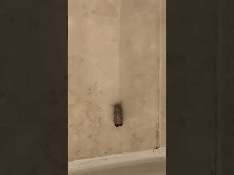 Some sorta #bug in my #bathroom