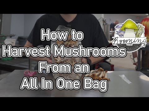 Harvesting Mushrooms From An Unmodified All In One Grow Bag