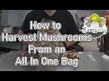 Harvesting Mushrooms From An Unmodified All In One Grow Bag
