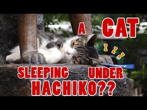 Adorable cat sleeping under the famous Hachiko statue - Shibuya Japan