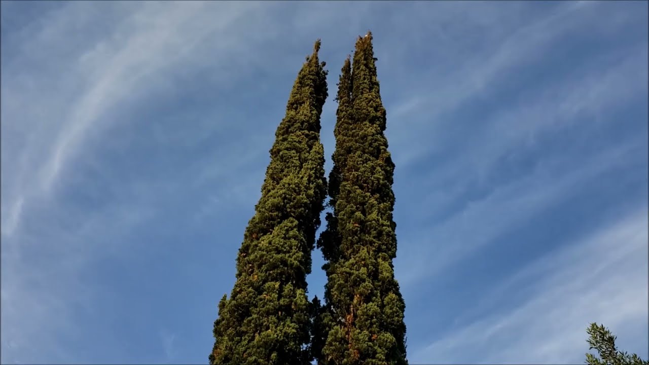 Elvin Jones Jazz Machine, Chicago (1991 - More Complete)