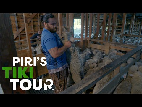 Hunting Wild Cattle and Shearing Sheep down South - Piri's Tiki Tour S2 Ep12