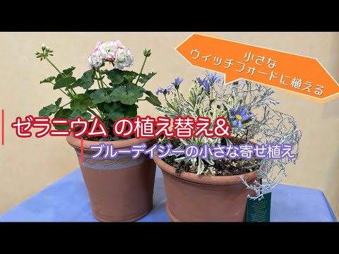 園芸 ブルーデイジー、ケープデイジー