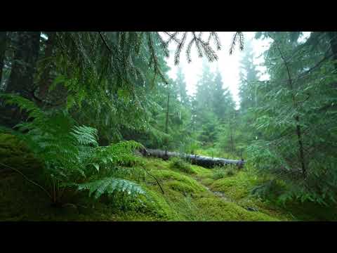 Gentle Rain in a Misty Forest | Sleep & Relaxation
