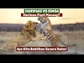 Tiger Will Win Lion VS Tiger As Science Analyze