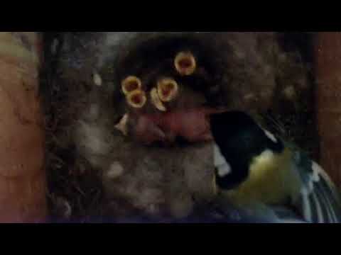 Vogelhaus Harlaching Tag 30 "Fressen und Kacken"