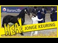 HEA! Jonge paardenkeuring