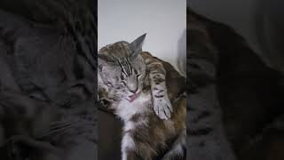 Handsome Prince #foryou #cat #bengalcat #beautiful #catlover #lovely #shorts