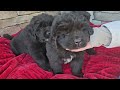 Newfoundland dogs for sale: Isaiah - Video 1