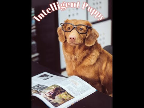 Funniest & Cute Puppies#01