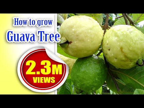 download lagu mp3 mp4 Indian Guava Tree, download lagu Indian Guava Tree gratis, unduh video klip Indian Guava Tree