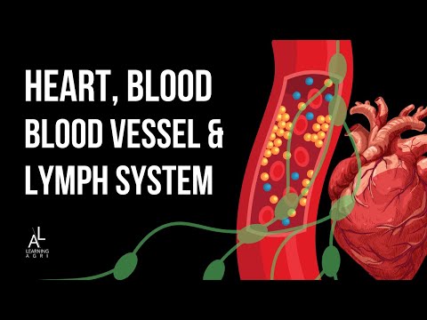 Cardiovascular and Lymphatic System