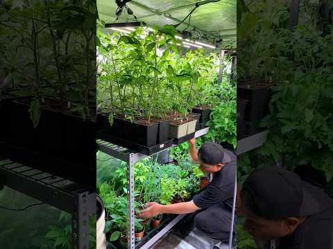 Keep your indoor plants happy and healthy when they start to move outdoors