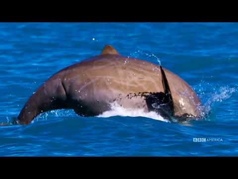 Bluet Planet II | Radiohead & Hans Zimmer - Ocean Bloom (without voiceover)