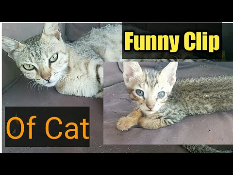 very Funny video of cats 😂😂😂😂😂😂😂😂