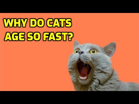 Why Do Cats Age Faster Than Humans?