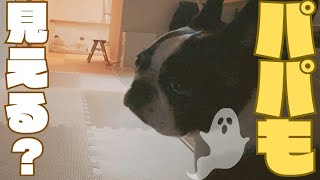 何かが見えてる愛犬😨