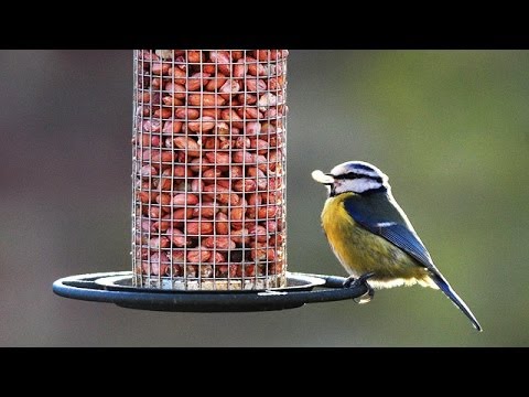 RSPB Big Garden Birdwatch: How to attract birds to your garden