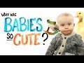 Why Are Babies So Cute