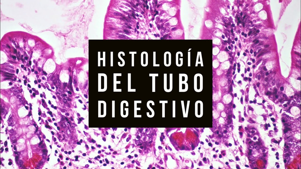 11 - 👅 Histología del TUBO DIGESTIVO 🧪