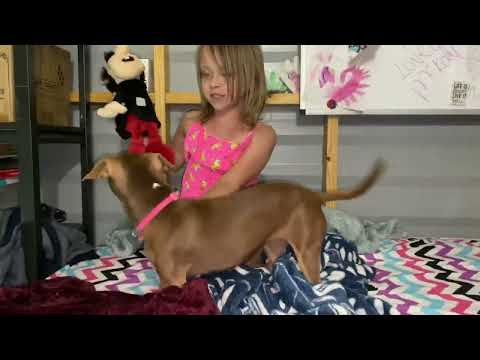 McKayla and Cocoa playing