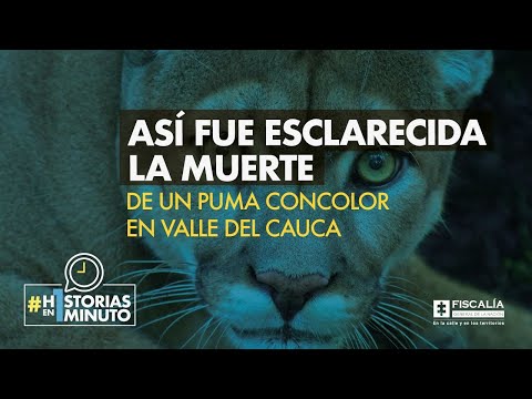 Así fue esclarecida la muerte de un puma concolor en Valle del Cauca