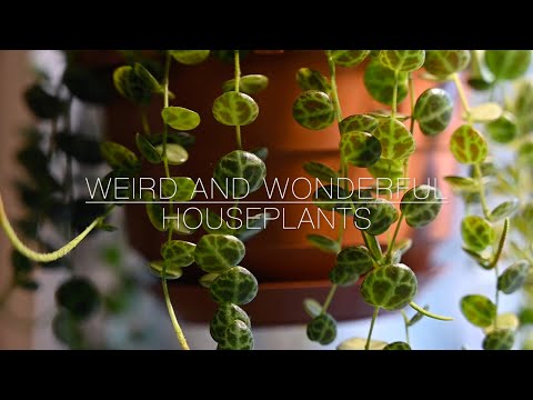 Weird and Wonderful Houseplants!