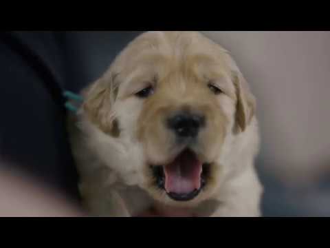 Raise Your PAWS - Mama and Papa Dog Homes - YouTube