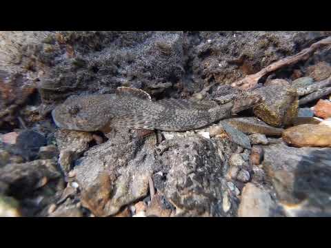 Hlaváč bieloplutvý a vplyv banskej vody na jeho populáciu na rieke Slaná (2022)