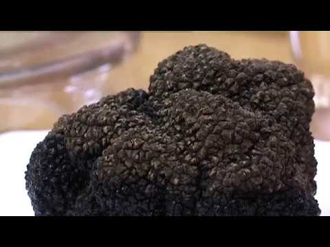 Feuilleton: le champignon dans tous ses états - Episódio 4