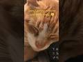 Orange Tabby Purrs So Loud Shorts Cat